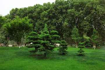 Gardinen grüne Landschaft im Park © zhang yongxin