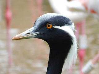 portrait of a crane