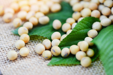 Soya , Soybean agricultural products on the sack background / close up dry soy beans and green leaf