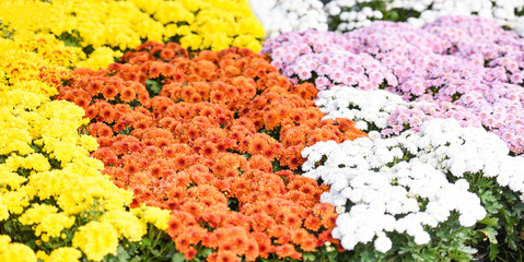 autumn garden chrysanthemum blossomin in pot - colorful chrysanthemum flowers decoration festival celebration