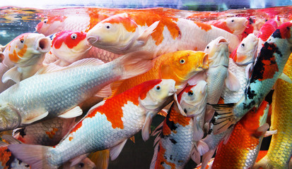 Crowd of carp fish in aquarium for feeding. 