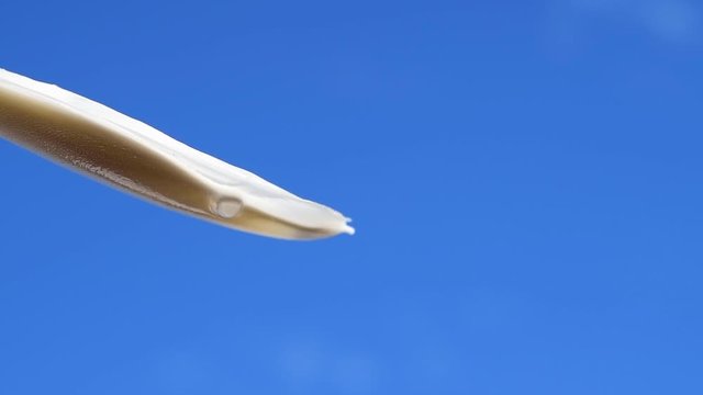 コウイカの甲、青空、光、水、雫、素材、スローモーショ