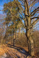 Beautiful slope in the forest with sprawling oak