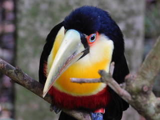 portrait of a toucan