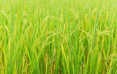 Fototapeta na wymiar Green paddy rice field