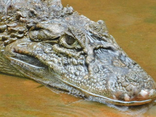 Obraz premium alligator