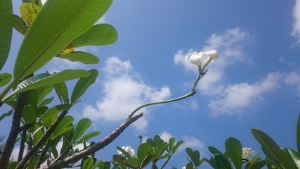 white plumeria flowers on blue sky