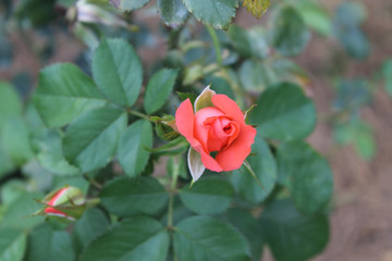 Fototapeta premium Orange rose bud