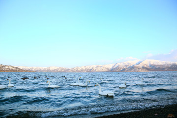 屈斜路湖の白鳥