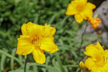 Yellow Day Lily