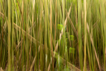 Motion blur in a bamboo forest