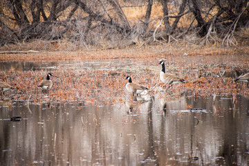 Canadian Geese at Boyd Lake #1