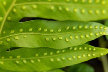 Sporepods on the back of fern leaves