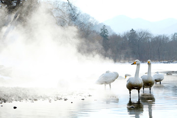 屈斜路湖の白鳥