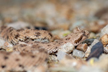 Obraz premium Crotalus cerastes cercobombus