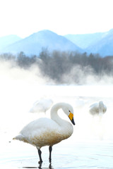 屈斜路湖の白鳥