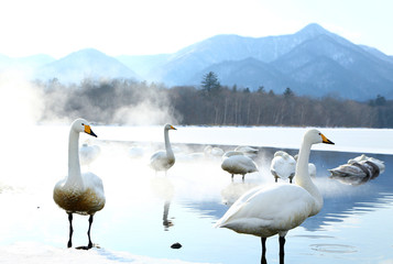 屈斜路湖の白鳥