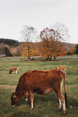 Vermont Cows
