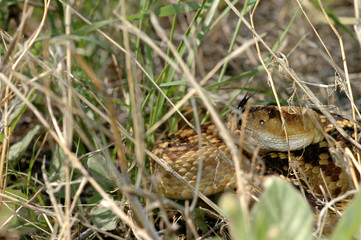 Crotalus molossus