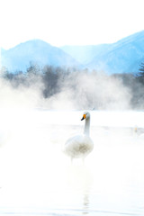 屈斜路湖の白鳥