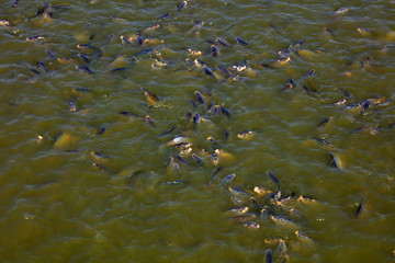 Crucian carp in the pond