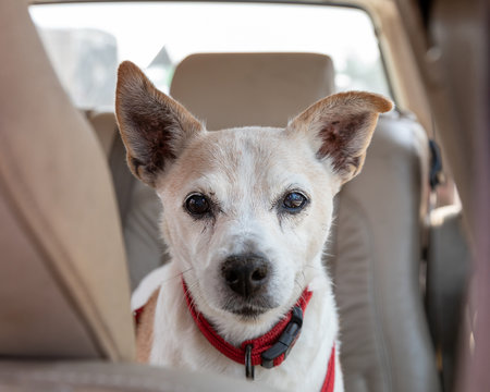 A Small Dog Sitting In The Backseat Of A Car