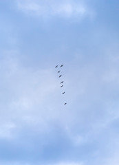 Flock of birds migrating in formation