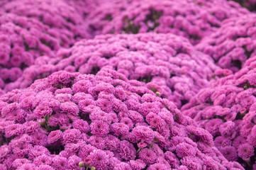 Blooming 'Barbie' Mums