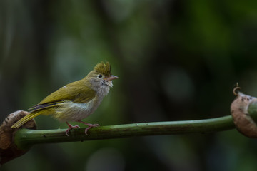 White-bellied Erpornis on branch on a green background in nature .