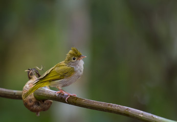 White-bellied Erpornis on branch on a green background in nature .
