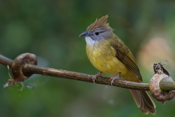 Puff-throated Bulbul on branch in nature.