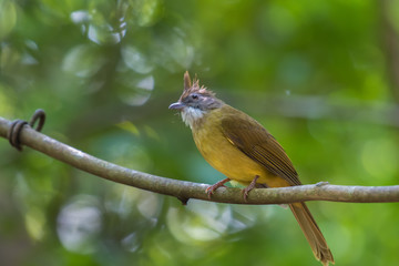 Puff-throated Bulbul on branch in nature.