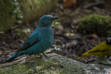 Asian Fairy Bluebird on Moss on the stone in nature.