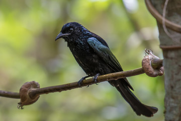 Crow-billed Drongo on branch in nature.