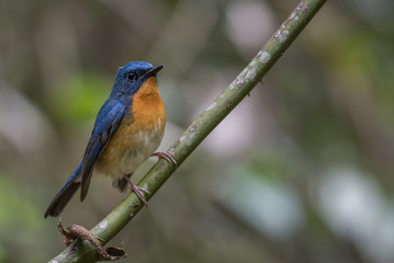 Hill Blue Flycatcher on branch on green background.