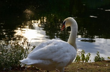 Obraz premium Cisne