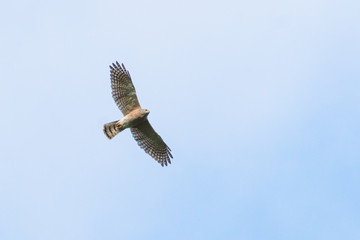 Female Shikra (Accipiter badius) soaring in the blue sky and clouds during migration season at Khao Dinsor, Thailand.