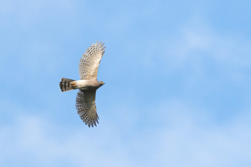 Female Shikra (Accipiter badius) soaring in the blue sky and clouds during migration season at Khao Dinsor, Thailand.