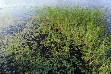 Duckweed on the water