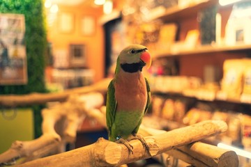 ダルマインコ 2