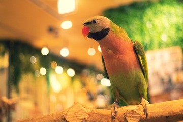 ダルマインコ 4