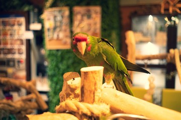 じーっと見てるベニガオメキシコインコ