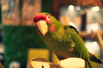 お！なベニガオメキシコインコ