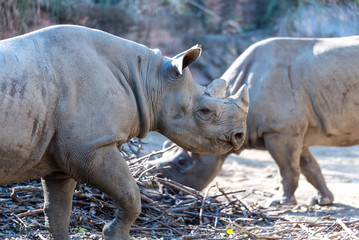 Fototapeta premium サイ