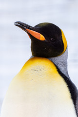 オウサマペンギン ドアップ