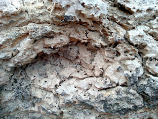 Old wood texture. The problem of termites eating trees. Wooden texture background with termite holes. Wood is eaten by ants or termites. Ants make nests in tree.