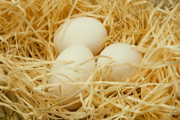 chicken eggs