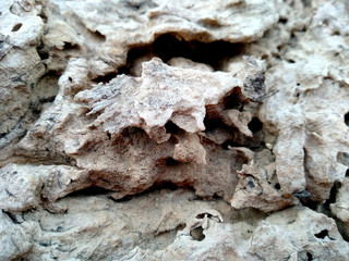 Old wood texture. The problem of termites eating trees. Wooden texture background with termite holes. Wood is eaten by ants or termites. Ants make nests in tree.