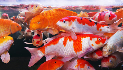 Crowd of carp fish in aquarium for feeding. 