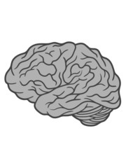 Gehirn Organ Design 